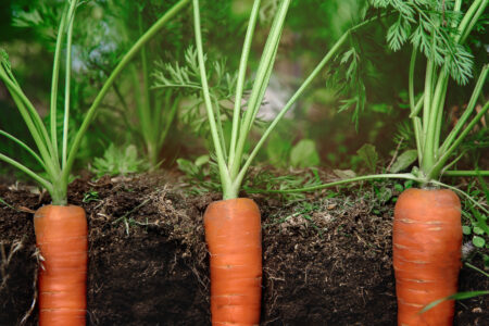 Planting Carrots Image